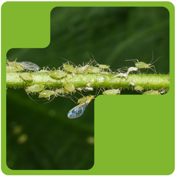 Aphids: Tiny pests, giant trouble in your garden
