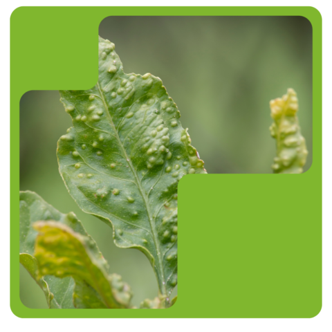Psylla: a small insect with notable feeding habits