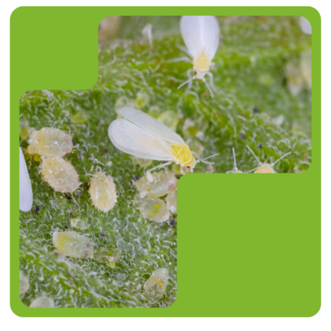 Whitefly – tiny insects, big problems